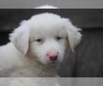 Small Photo #3 Australian Shepherd Puppy For Sale in MODESTO, CA, USA