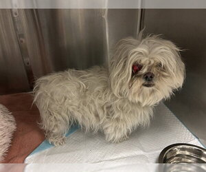 Maltipoo (Toy) Dogs for adoption in Corona, CA, USA