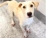 Small #1 Labrador Retriever Mix