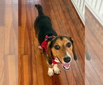 Small #5 Beagle