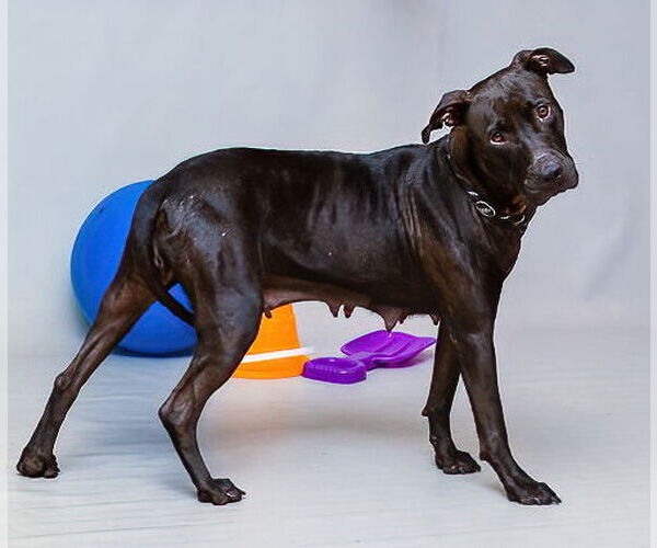 Medium Photo #1 Mutt Puppy For Sale in Sanford, FL, USA