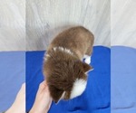 Small Photo #3 Pomsky Puppy For Sale in BELLEVUE, IA, USA