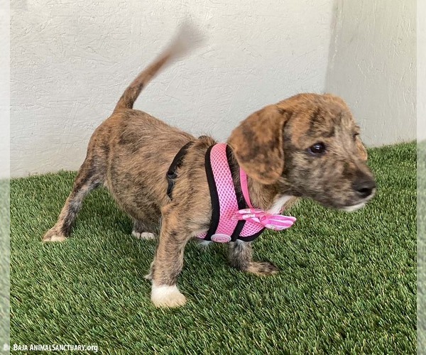 Medium Photo #4 Dachshund-Miniature Schnauzer Mix Puppy For Sale in San Diego, CA, USA