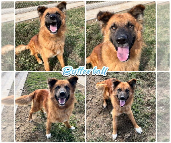 Medium Photo #1 German Shepherd Dog-Unknown Mix Puppy For Sale in Pierceton , IN, USA