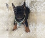 Small Photo #2 French Bulldog Puppy For Sale in MONTEBELLO, CA, USA