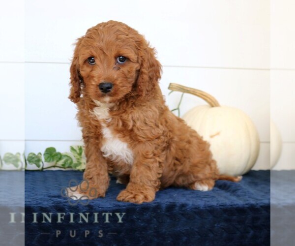 Medium Photo #2 Cavapoo Puppy For Sale in NARVON, PA, USA