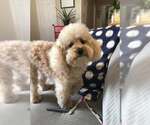 Small #5 Poodle (Miniature)