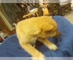 Small Photo #2 Shiba Inu Puppy For Sale in CAMERON, MO, USA