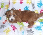 Small Photo #6 Cavapoo-Poodle (Miniature) Mix Puppy For Sale in ORO VALLEY, AZ, USA