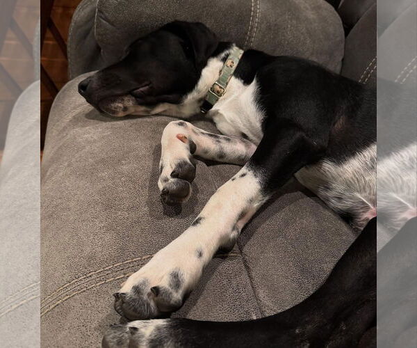 Medium Photo #11 German Shorthaired Pointer-Unknown Mix Puppy For Sale in Overland Park, KS, USA