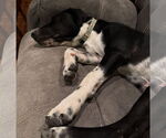 Small #10 German Shorthaired Pointer Mix