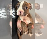 Small #1 American Pit Bull Terrier Mix