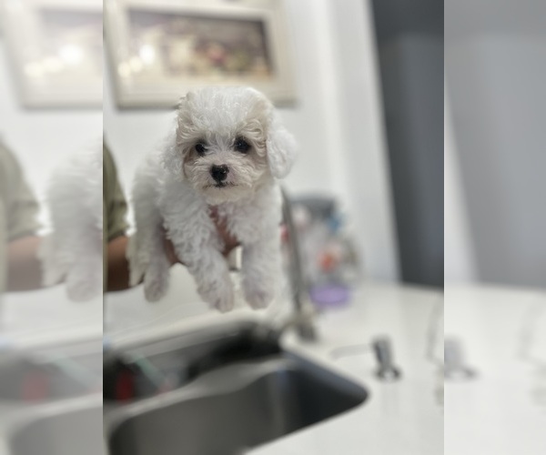 Medium Photo #1 Maltipoo Puppy For Sale in DEL VALLE, TX, USA