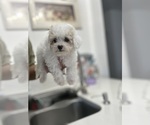 Small Photo #1 Maltipoo Puppy For Sale in DEL VALLE, TX, USA