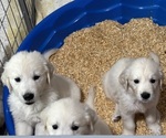 Small #1 English Cream Golden Retriever