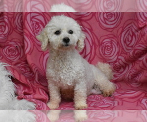 Mother of the Cavachon puppies born on 03/14/2024
