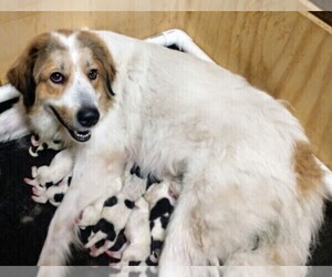 Mother of the Pyredoodle puppies born on 08/30/2020