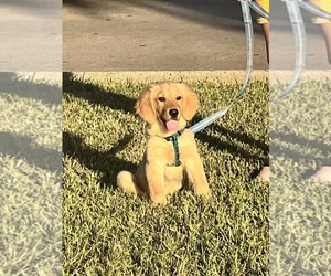 Golden Retriever Puppy for sale in CLOVERLEAF, TX, USA