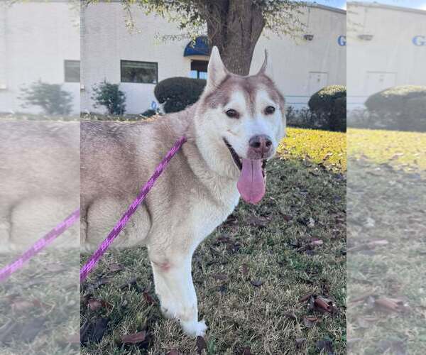 Medium Photo #3 Siberian Husky-Unknown Mix Puppy For Sale in Rowlett, TX, USA
