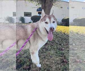 Sasha - Female Siberian Husky-Unknown Mix Dog for Adoption - Photo #3