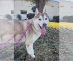 Small Photo #3 Siberian Husky-Unknown Mix Puppy For Sale in Rowlett, TX, USA