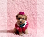 Small #1 Poodle (Toy)