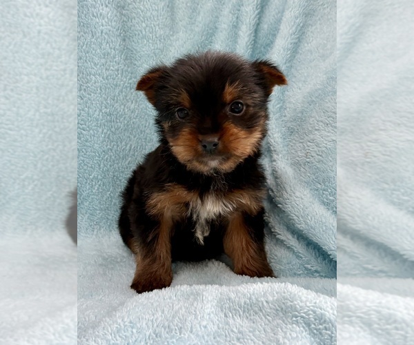 Medium Photo #6 Yorkshire Terrier Puppy For Sale in FAIR HAVEN, MI, USA