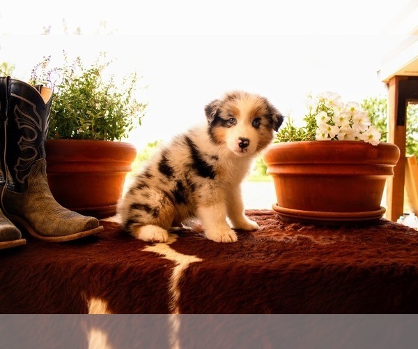 Medium Photo #6 Australian Shepherd Puppy For Sale in THROCKMORTON, TX, USA