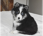 Small #4 Pomsky