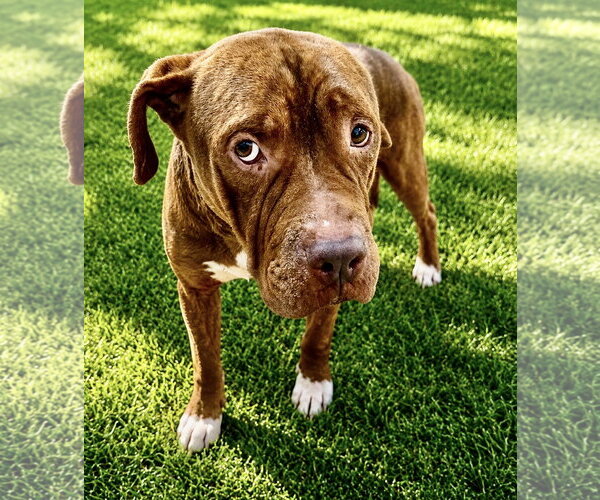 Medium Photo #6 Mastiff-Staffordshire Bull Terrier Mix Puppy For Sale in Houston, TX, USA