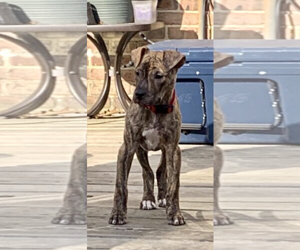Medium Photo #9 American Pit Bull Terrier-Unknown Mix Puppy For Sale in Landenberg, PA, USA