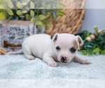 Image preview for Ad Listing. Nickname: Litter of 6