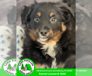 Goldendoodle (Miniature) Dogs for adoption in Stroudsburg, PA, USA