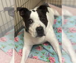 Small #6 American Pit Bull Terrier