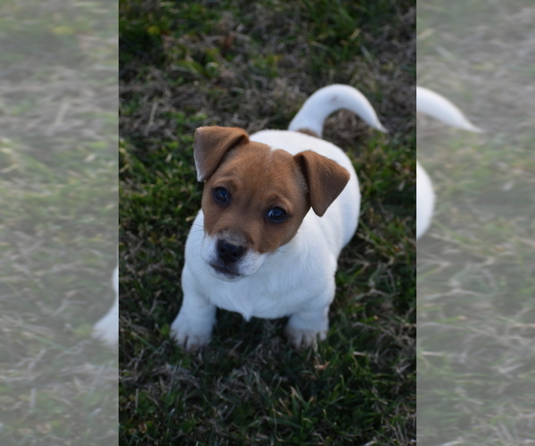 Medium Photo #21 Jack Russell Terrier Puppy For Sale in APPLE GROVE, WV, USA