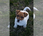 Small #20 Jack Russell Terrier
