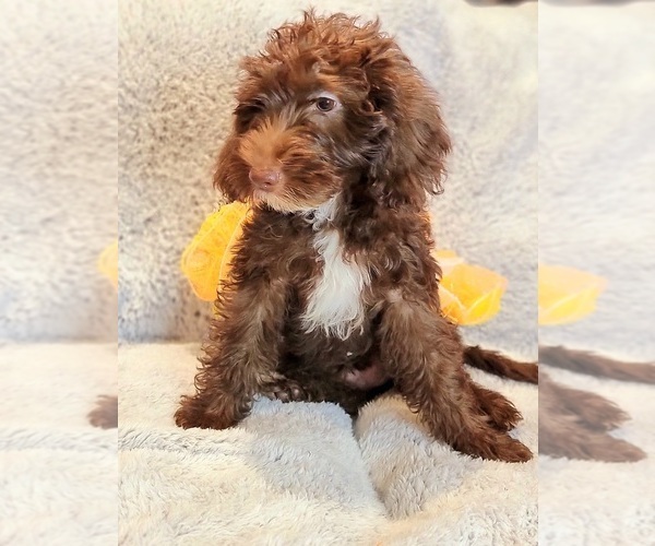Medium Photo #5 Miniature Labradoodle Puppy For Sale in EDGEWOOD, TX, USA