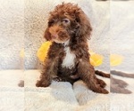 Small Photo #5 Miniature Labradoodle Puppy For Sale in EDGEWOOD, TX, USA