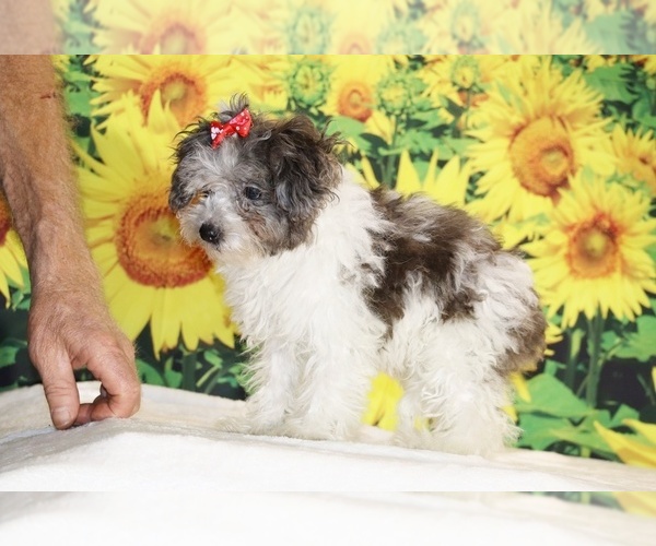 Medium Photo #7 Goldendoodle (Miniature) Puppy For Sale in DYERSBURG, TN, USA