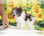 Birdie - Female Goldendoodle (Miniature) Puppy for Sale - Photo #7