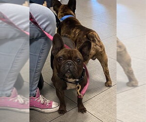 French Bulldog Dogs for adoption in Rancho Cucamonga, CA, USA