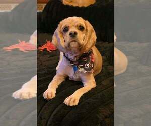 Cocker Spaniel Dogs for adoption in Aurora, IN, USA