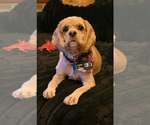 Miss Lulu - Female Cocker Spaniel Dog for Adoption - Small photo