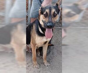 Zeke - Male German Shepherd Dog Dog for Adoption - Photo #2