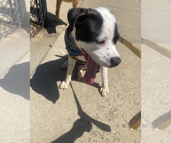 Medium Photo #1 American Staffordshire Terrier-Unknown Mix Puppy For Sale in Holly Springs, NC, USA
