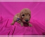 Small #1 Goldendoodle