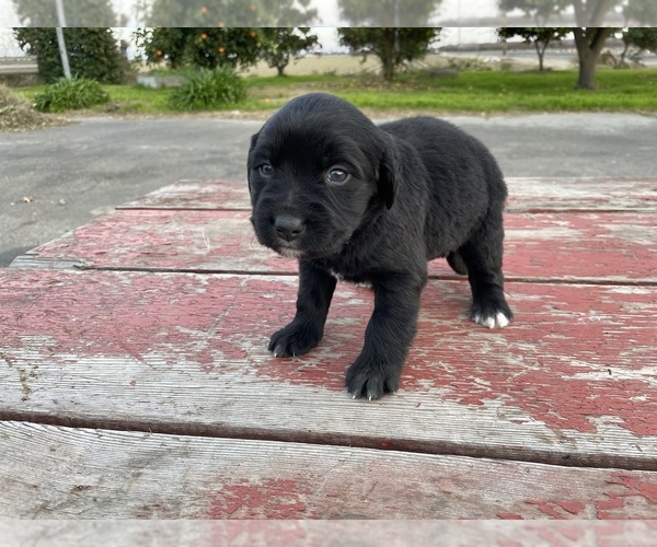Medium Photo #5 Labrador Retriever Puppy For Sale in PATTERSON, CA, USA