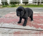 Small Photo #5 Labrador Retriever Puppy For Sale in PATTERSON, CA, USA