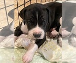 Small Photo #2 Great Dane Puppy For Sale in LA VERNIA, TX, USA