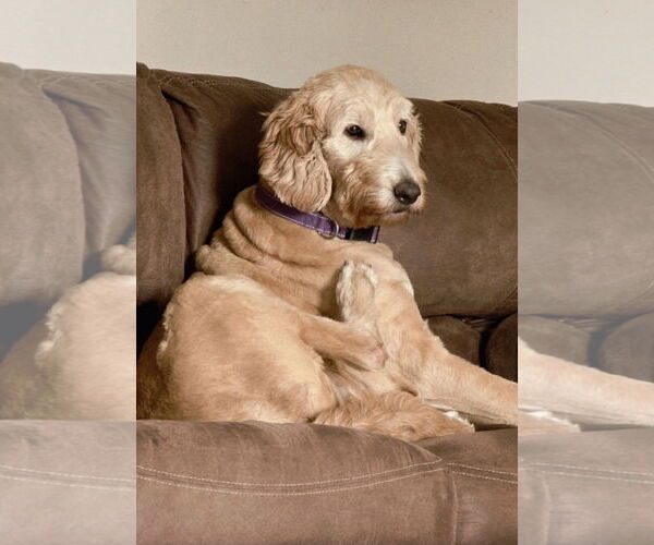 Medium Photo #8 Labradoodle Puppy For Sale in Columbus, IN, USA